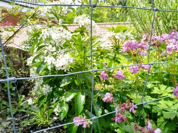 Plant alongside a fence to make a boundary